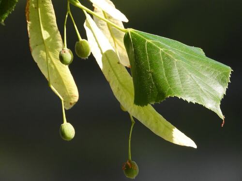 Tiny Limes on Branch