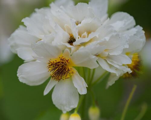 White Flower Macro