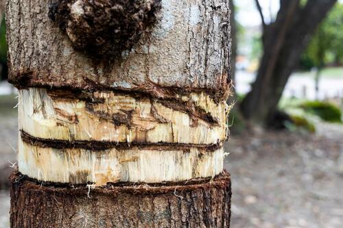 Damaged Tree Trunk Close-Up