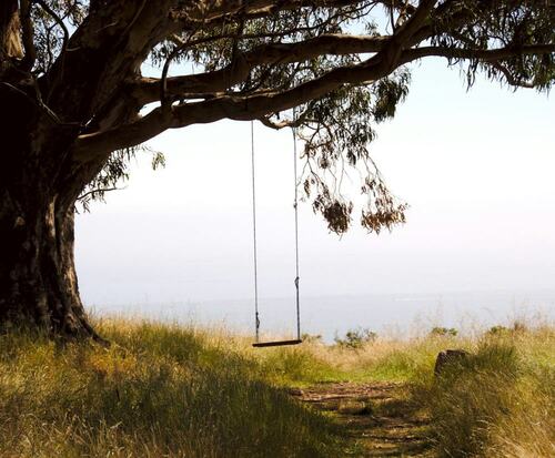 Tree Swing Overlooking Sea