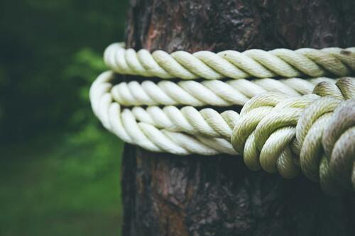 Tree Secured with Rope