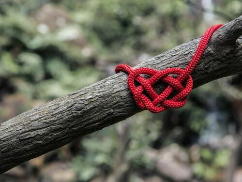 Knot on Tree Branch