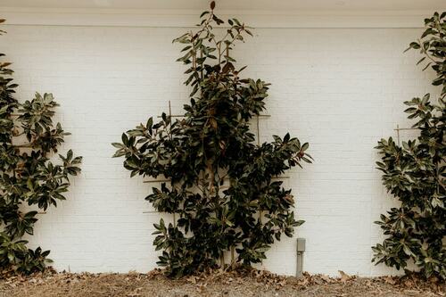 Urban Wall Garden Design