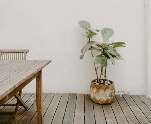 Fiddle Leaf Fig on Patio