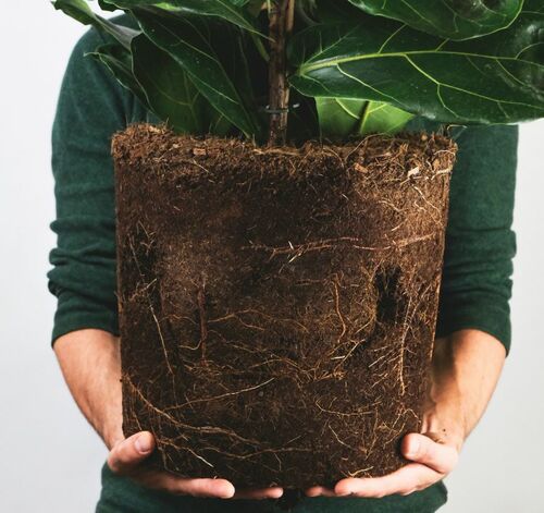 Repotting Houseplant Roots