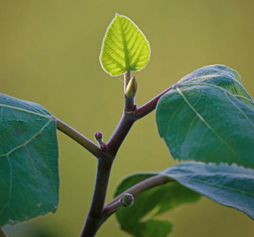 Young Leaf Bud Close-Up