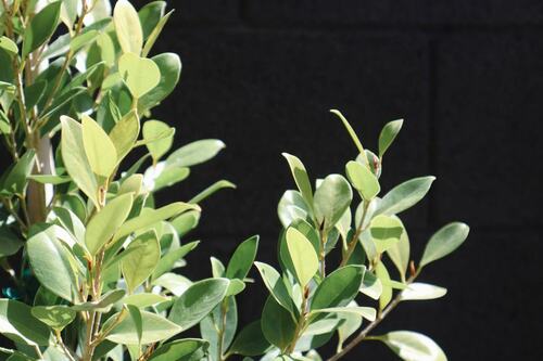 Sunlit Green Leaves