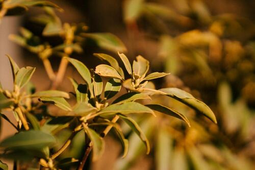 Warm-Toned Plant Foliage