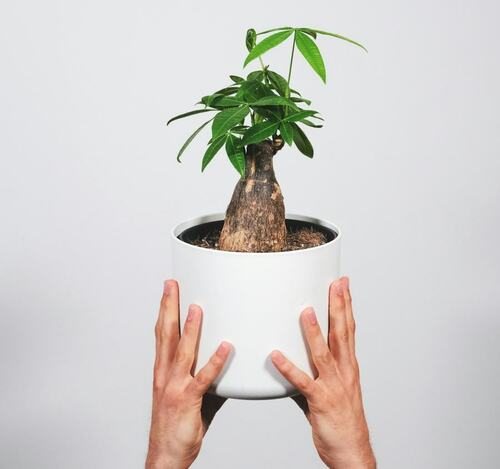 Potted Money Tree Care