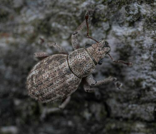 Bark Beetle on Tree