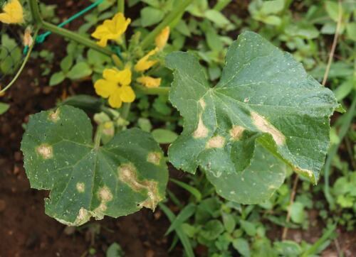 Signs of Leaf Disease