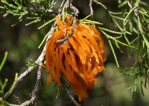 Cedar Apple Rust on Tree