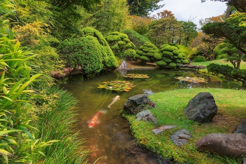 Zen Garden Koi Pond