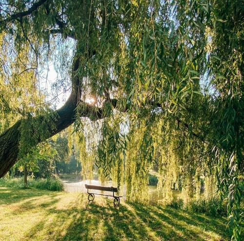 Serene Park Bench Under Lush Willow Tree