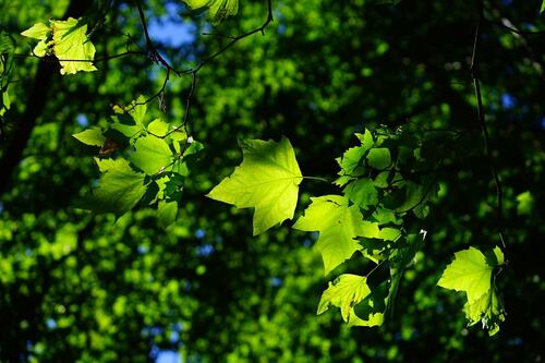 Close-Up of Sunlit Sycamore Leaves