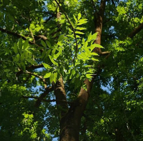 Sunlit Green Leaves on a Tall Tree