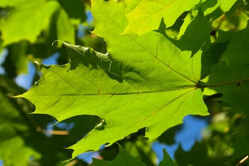 Close-Up of a Sunlit Green Leaf