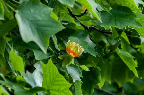 Tulip Tree Flower Among Green Leaves