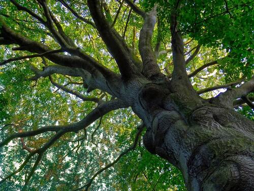 Majestic Beech Tree from Below