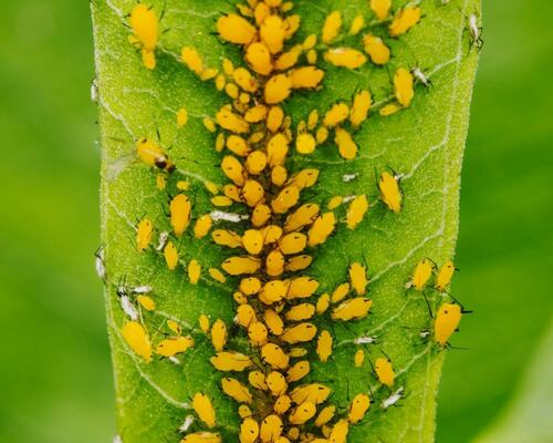 Close-Up of Tree Pest Infestation: Aphids on Leaf