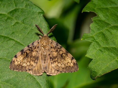 Gypsy Moth on Leaf: Pest Infestation Close-Up