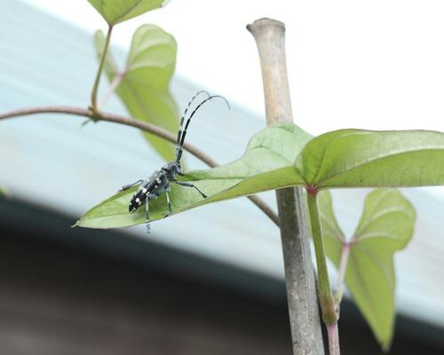 Asian Longhorn Beetle on Leaf: Pest Infestation