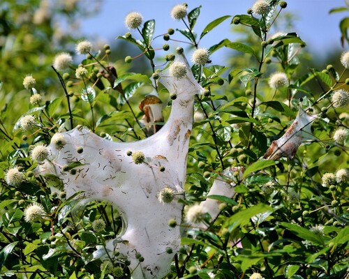 Tent Caterpillar Webs on Tree: Infestation Impact