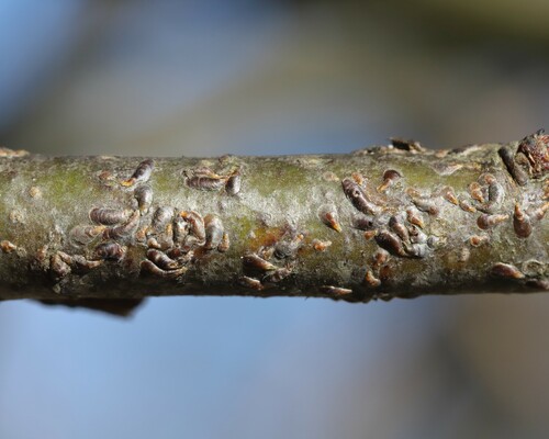 How to Control Scale Insects on Tree Branches