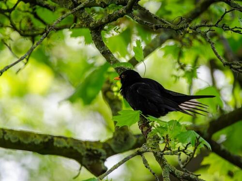 Local Birds in San Francisco Trees | Arborist Now