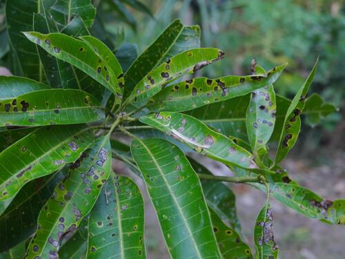 Recognizing Anthracnose Disease on Mango Leaves