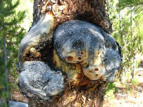 Identifying Tree Burl Growth on Trunk