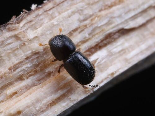 Identifying Shot Hole Borer Beetle