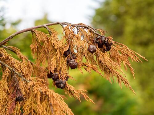 Identifying Cypress Tree Dieback Symptoms