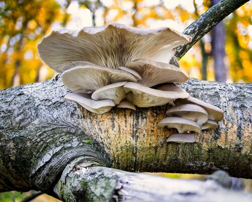 Large Oyster Mushrooms on Tree Trunk