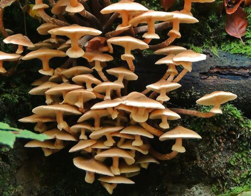 Cluster of Mushrooms on Forest Floor