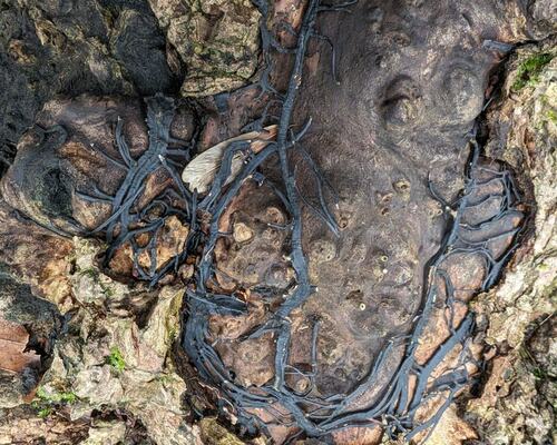 Tree Bark with Black Fungus Growth