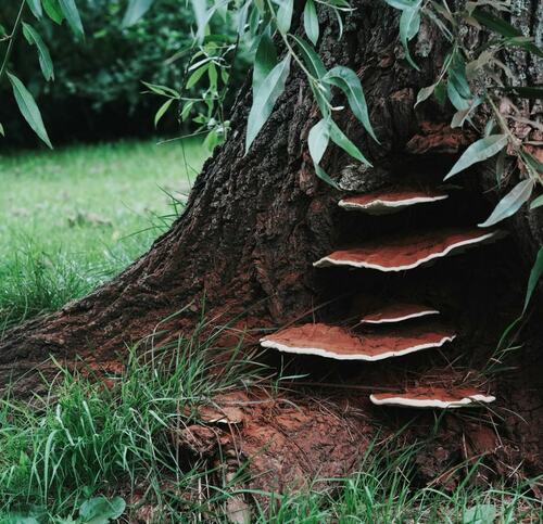 Bracket Fungus on Tree Trunk in Garden