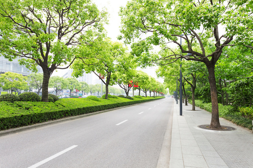 Healthy Urban Trees Lining Empty City Street