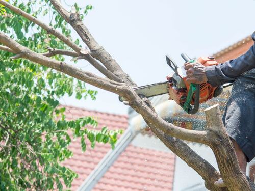 Safe Tree Pruning Services | Arborist Now