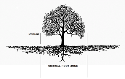 Understanding Tree Dripline and Critical Root Zone