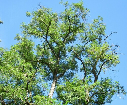 Black Locust Tree Against Clear Blue Sky