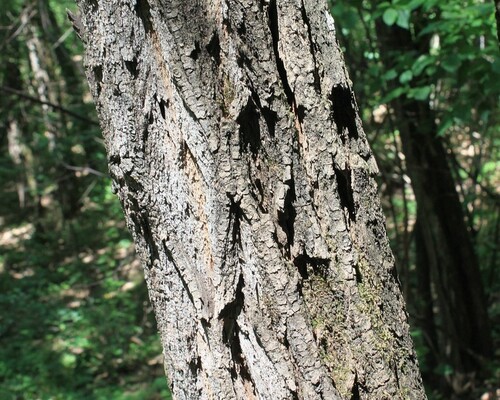 Close-Up of Textured Tree Bark in Forest