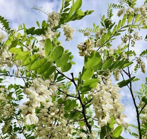 White Blossoms and Green Leaves Against Sky
