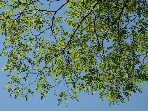 Green Tree Branches Against Clear Blue Sky