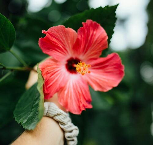 Bright Red Flower in Hand Close-Up