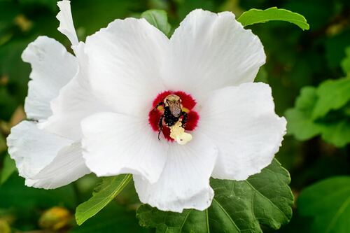 Bee Pollinating White Flower Close-Up