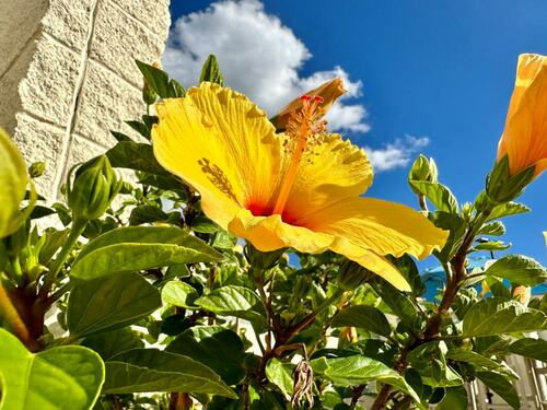 Bright Yellow Hibiscus Bloom Under Blue Sky