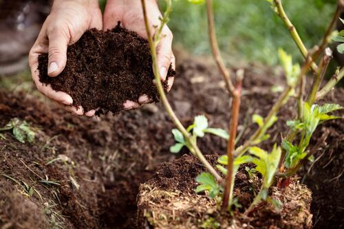 Hands Planting Tree with Healthy Soil