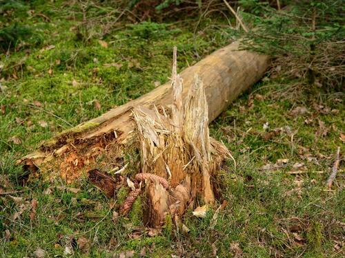 Tree Removal and Stump Grinding Services