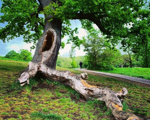 Hollow Tree and Fallen Branch Removal